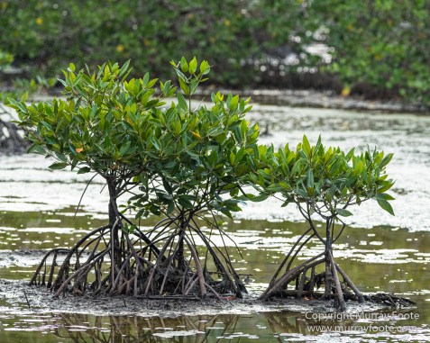 Egrets, Kota Kinabalu, Kota Kinabalu Wetland Ramsar Site, Mangroves, Nature, Photography, Sabah, Travel, Wilderness, Wildlife