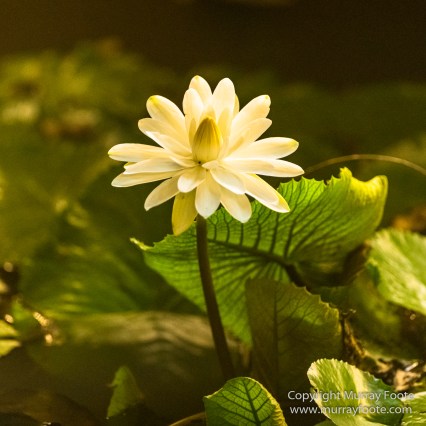 Egrets, Kota Kinabalu, Kota Kinabalu Wetland Ramsar Site, Mangroves, Nature, Photography, Sabah, Travel, Wilderness, Wildlife