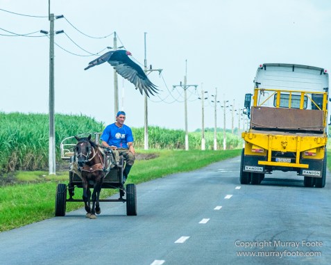 Architecture, Cars, Cienfuegos, Cuba, Havana, Horses, Live Music, Photography, Street photography, Travel