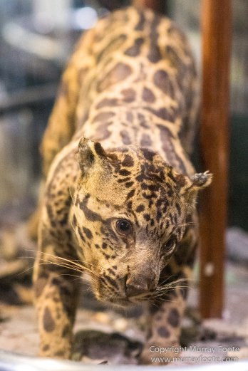 Birds, Butterfly, Funghi, Gecko, Insects, Landscape, Moth, Mount Kinabalu, Nature, Orchids, Photography, Sabah, Travel, Wilderness, Wildlife