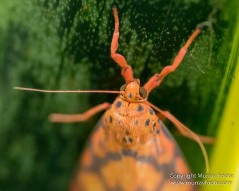 Birds, Butterfly, Funghi, Gecko, Insects, Landscape, Moth, Mount Kinabalu, Nature, Orchids, Photography, Sabah, Travel, Wilderness, Wildlife