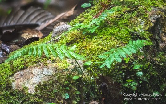 Birds, Butterfly, Funghi, Gecko, Insects, Landscape, Moth, Mount Kinabalu, Nature, Orchids, Photography, Sabah, Travel, Wilderness, Wildlife