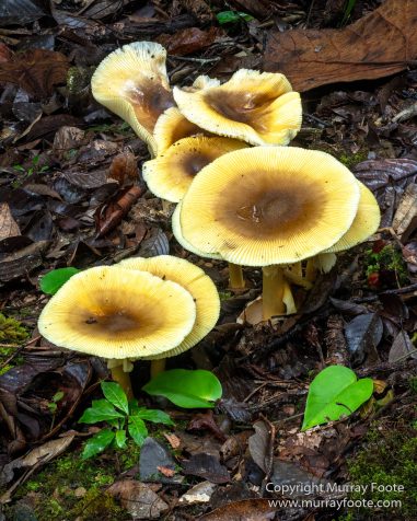 Birds, Butterfly, Funghi, Gecko, Insects, Landscape, Moth, Mount Kinabalu, Nature, Orchids, Photography, Sabah, Travel, Wilderness, Wildlife