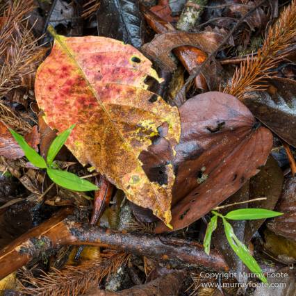 Birds, Butterfly, Funghi, Gecko, Insects, Landscape, Moth, Mount Kinabalu, Nature, Orchids, Photography, Sabah, Travel, Wilderness, Wildlife