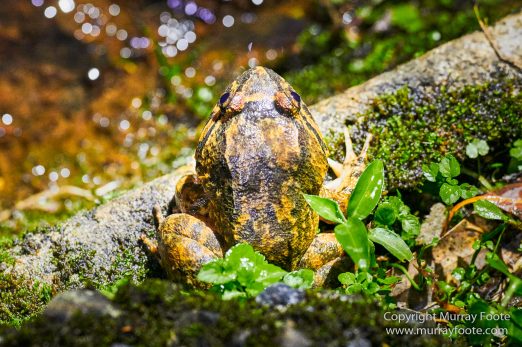 Birds, Butterfly, Funghi, Gecko, Insects, Landscape, Moth, Mount Kinabalu, Nature, Orchids, Photography, Sabah, Travel, Wilderness, Wildlife