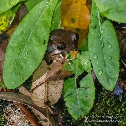 Birds, Butterfly, Funghi, Gecko, Insects, Landscape, Moth, Mount Kinabalu, Nature, Orchids, Photography, Sabah, Travel, Wilderness, Wildlife
