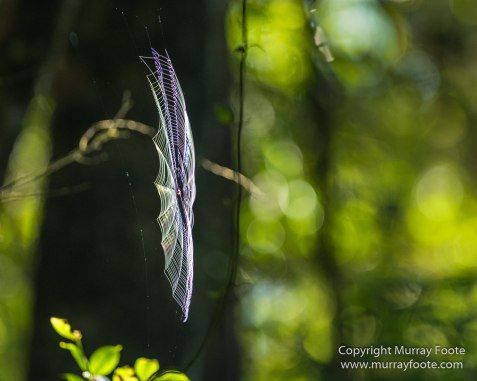 Birds, Butterfly, Funghi, Gecko, Insects, Landscape, Moth, Mount Kinabalu, Nature, Orchids, Photography, Sabah, Travel, Wilderness, Wildlife