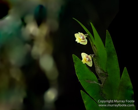 Birds, Butterfly, Funghi, Gecko, Insects, Landscape, Moth, Mount Kinabalu, Nature, Orchids, Photography, Sabah, Travel, Wilderness, Wildlife