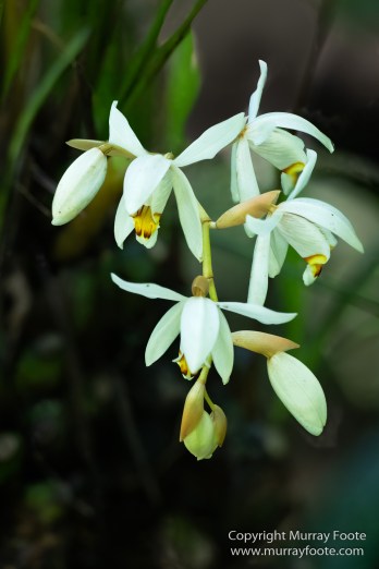 Birds, Butterfly, Funghi, Gecko, Insects, Landscape, Moth, Mount Kinabalu, Nature, Orchids, Photography, Sabah, Travel, Wilderness, Wildlife