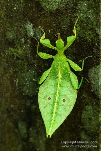 Birds, Butterfly, Funghi, Gecko, Insects, Landscape, Moth, Mount Kinabalu, Nature, Orchids, Photography, Sabah, Travel, Wilderness, Wildlife