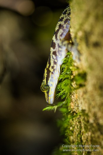 Birds, Butterfly, Funghi, Gecko, Insects, Landscape, Moth, Mount Kinabalu, Nature, Orchids, Photography, Sabah, Travel, Wilderness, Wildlife