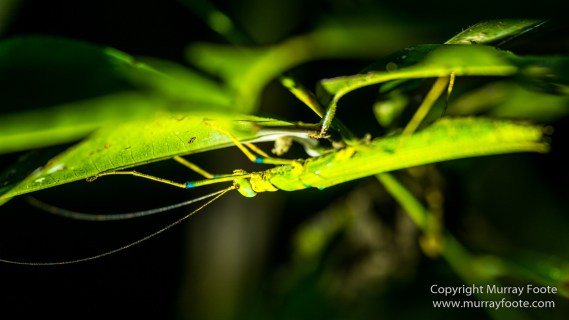 Birds, Butterfly, Funghi, Gecko, Insects, Landscape, Moth, Mount Kinabalu, Nature, Orchids, Photography, Sabah, Travel, Wilderness, Wildlife