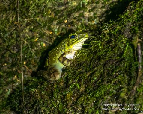 Birds, Butterfly, Funghi, Gecko, Insects, Landscape, Moth, Mount Kinabalu, Nature, Orchids, Photography, Sabah, Travel, Wilderness, Wildlife