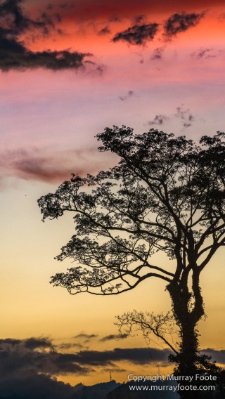 Butterfly, Insects, Landscape, Nature, Photography, Poring Hot Springs, Sabah, Sabah Tea Plantation, Travel, Wilderness, Wildlife