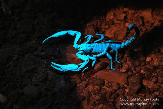 Butterfly, Insects, Landscape, Nature, Photography, Poring Hot Springs, Sabah, Sabah Tea Plantation, Travel, Wilderness, Wildlife