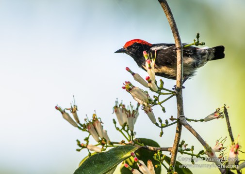 Birds, Butterfly, Giant red flying squirrel, Insects, Landscape, Nature, Photography, Sabah, Scarlet-backed flowerpecker, Travel, Wilderness, Wildlife