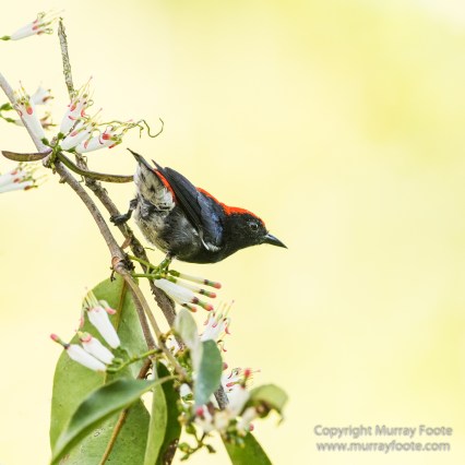 Birds, Butterfly, Giant red flying squirrel, Insects, Landscape, Nature, Photography, Sabah, Scarlet-backed flowerpecker, Travel, Wilderness, Wildlife