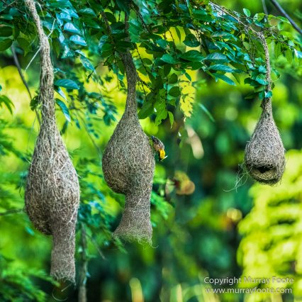 Birds, Butterfly, Giant red flying squirrel, Insects, Landscape, Nature, Photography, Sabah, Scarlet-backed flowerpecker, Travel, Wilderness, Wildlife