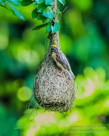 Birds, Butterfly, Giant red flying squirrel, Insects, Landscape, Nature, Photography, Sabah, Scarlet-backed flowerpecker, Travel, Wilderness, Wildlife
