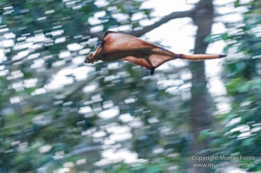 Birds, Butterfly, Giant red flying squirrel, Insects, Landscape, Nature, Photography, Sabah, Scarlet-backed flowerpecker, Travel, Wilderness, Wildlife
