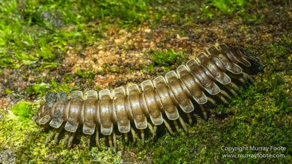 Birds, Butterfly, Giant red flying squirrel, Insects, Landscape, Nature, Photography, Sabah, Scarlet-backed flowerpecker, Travel, Wilderness, Wildlife