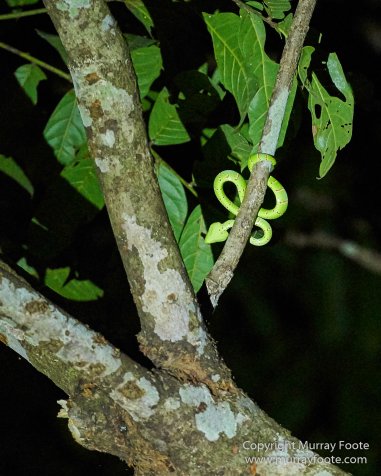 Birds, Butterfly, Giant red flying squirrel, Insects, Landscape, Nature, Photography, Sabah, Scarlet-backed flowerpecker, Travel, Wilderness, Wildlife