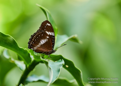 Birds, Butterfly, Insects, Island Palm Civet, Landscape, Nature, Orang Utan, Photography, Plantain Squirrel, Sabah, Sun Bear, Tarsier, Travel, Wilderness, Wildlife