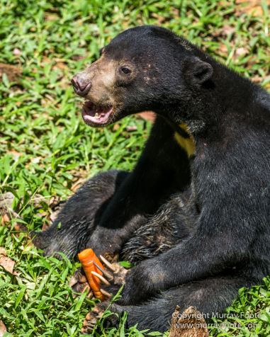 Birds, Butterfly, Insects, Island Palm Civet, Landscape, Nature, Orang Utan, Photography, Plantain Squirrel, Sabah, Sun Bear, Tarsier, Travel, Wilderness, Wildlife