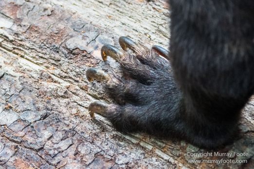 Birds, Butterfly, Insects, Island Palm Civet, Landscape, Nature, Orang Utan, Photography, Plantain Squirrel, Sabah, Sun Bear, Tarsier, Travel, Wilderness, Wildlife