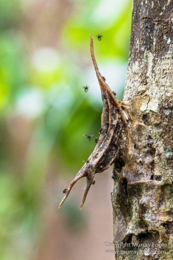 Birds, Butterfly, Insects, Island Palm Civet, Landscape, Nature, Orang Utan, Photography, Plantain Squirrel, Sabah, Sun Bear, Tarsier, Travel, Wilderness, Wildlife