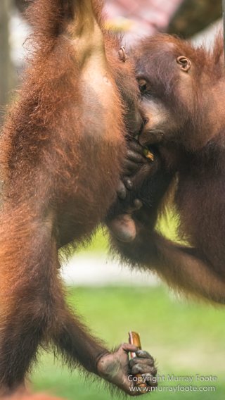 Birds, Butterfly, Insects, Island Palm Civet, Landscape, Nature, Orang Utan, Photography, Plantain Squirrel, Sabah, Sun Bear, Tarsier, Travel, Wilderness, Wildlife