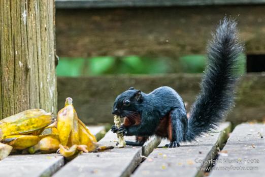 Birds, Butterfly, Insects, Island Palm Civet, Landscape, Nature, Orang Utan, Photography, Plantain Squirrel, Sabah, Sun Bear, Tarsier, Travel, Wilderness, Wildlife