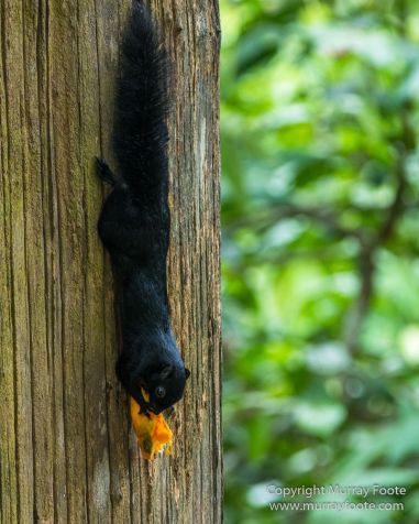 Birds, Butterfly, Insects, Island Palm Civet, Landscape, Nature, Orang Utan, Photography, Plantain Squirrel, Sabah, Sun Bear, Tarsier, Travel, Wilderness, Wildlife