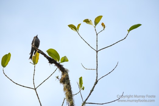 Birds, Butterfly, Funghi, Gecko, Insects, Landscape, Moth, Mount Kinabalu, Nature, Orchids, Photography, Sabah, Travel, Wilderness, Wildlife