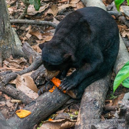 Birds, Butterfly, Insects, Island Palm Civet, Landscape, Nature, Orang Utan, Photography, Plantain Squirrel, Sabah, Sun Bear, Tarsier, Travel, Wilderness, Wildlife