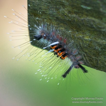 Birds, Butterfly, Insects, Island Palm Civet, Landscape, Nature, Orang Utan, Photography, Plantain Squirrel, Sabah, Sun Bear, Tarsier, Travel, Wilderness, Wildlife