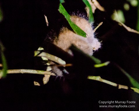 Birds, Butterfly, Insects, Island Palm Civet, Landscape, Nature, Orang Utan, Photography, Plantain Squirrel, Sabah, Sun Bear, Tarsier, Travel, Wilderness, Wildlife