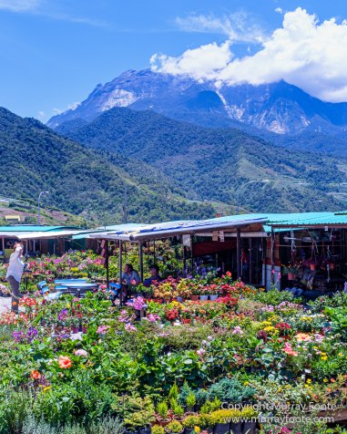 Butterfly, Insects, Landscape, Nature, Photography, Poring Hot Springs, Sabah, Sabah Tea Plantation, Travel, Wilderness, Wildlife