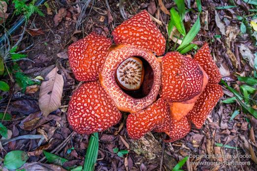 Butterfly, Insects, Landscape, Nature, Photography, Poring Hot Springs, Sabah, Sabah Tea Plantation, Travel, Wilderness, Wildlife