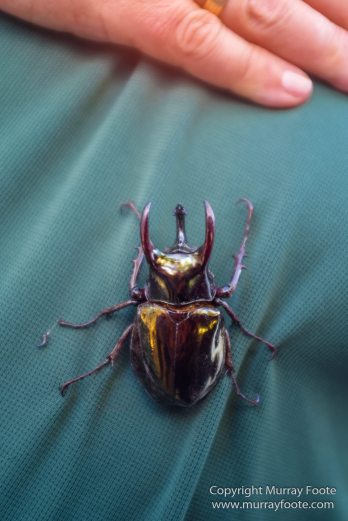 Butterfly, Insects, Landscape, Nature, Photography, Poring Hot Springs, Sabah, Sabah Tea Plantation, Travel, Wilderness, Wildlife