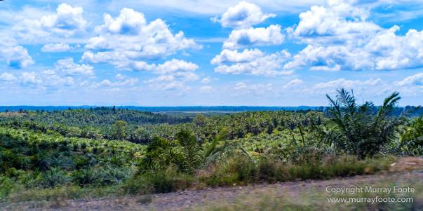 Birds, Butterfly, Giant red flying squirrel, Insects, Landscape, Nature, Photography, Sabah, Scarlet-backed flowerpecker, Travel, Wilderness, Wildlife