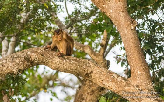 Asian Palm Civet, Birds, Butterfly, Insects, Kingfisher, Landscape, Monitor Lizard, Nature, Photography, Pig Tailed Macaques, Sabah, Slow Loris, Travel, Wilderness, Wildlife