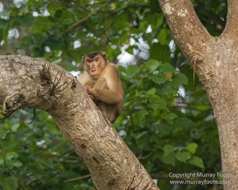 Asian Palm Civet, Birds, Butterfly, Insects, Kingfisher, Landscape, Monitor Lizard, Nature, Photography, Pig Tailed Macaques, Sabah, Slow Loris, Travel, Wilderness, Wildlife