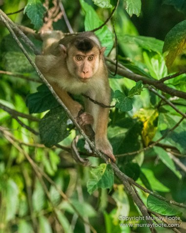 Asian Palm Civet, Birds, Butterfly, Insects, Kingfisher, Landscape, Monitor Lizard, Nature, Photography, Pig Tailed Macaques, Sabah, Slow Loris, Travel, Wilderness, Wildlife