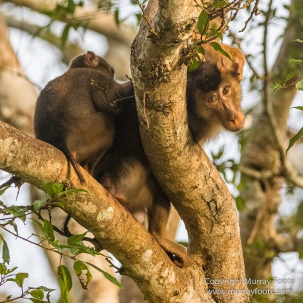 Asian Palm Civet, Birds, Butterfly, Insects, Kingfisher, Landscape, Monitor Lizard, Nature, Photography, Pig Tailed Macaques, Sabah, Slow Loris, Travel, Wilderness, Wildlife