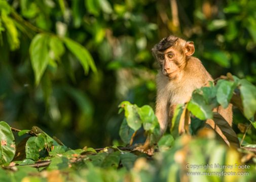 Asian Palm Civet, Birds, Butterfly, Insects, Kingfisher, Landscape, Monitor Lizard, Nature, Photography, Pig Tailed Macaques, Sabah, Slow Loris, Travel, Wilderness, Wildlife