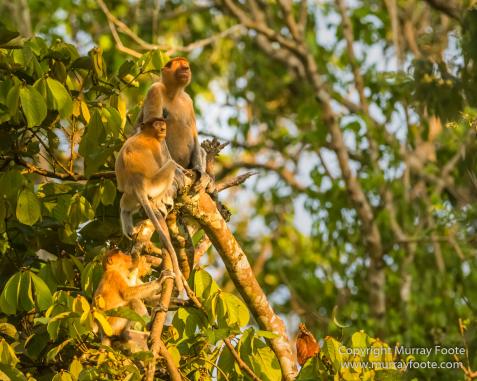 Asian Palm Civet, Birds, Butterfly, Insects, Kingfisher, Landscape, Monitor Lizard, Nature, Photography, Pig Tailed Macaques, Sabah, Slow Loris, Travel, Wilderness, Wildlife