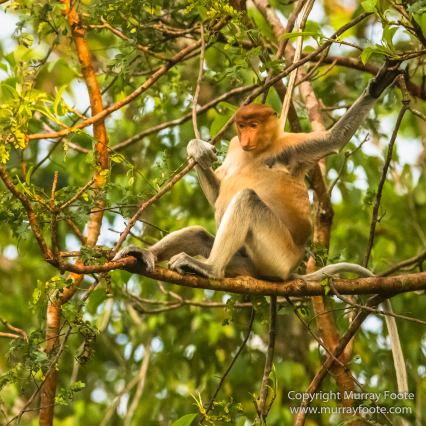 Asian Palm Civet, Birds, Butterfly, Insects, Kingfisher, Landscape, Monitor Lizard, Nature, Photography, Pig Tailed Macaques, Sabah, Slow Loris, Travel, Wilderness, Wildlife