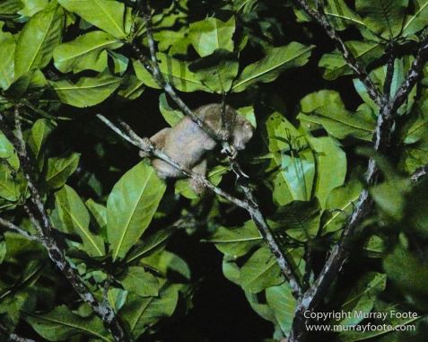 Asian Palm Civet, Birds, Butterfly, Insects, Kingfisher, Landscape, Monitor Lizard, Nature, Photography, Pig Tailed Macaques, Sabah, Slow Loris, Travel, Wilderness, Wildlife