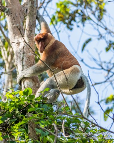 Birds, Egrets, Hornbill, Infrared, Kinabatangan River, Kingfisher, Landscape, Nature, Photography, Proboscis Monkey, Sabah, Travel, Wilderness, Wildlife